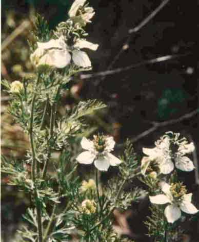 Nigella sativa L. 