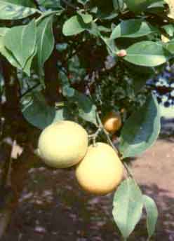 Citrus limon (L.) Burm.f.