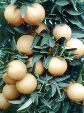 Citrus sinensis (L.) Osbeck