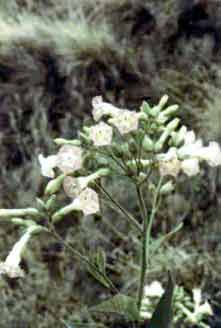 Nicotiana tabacum L.