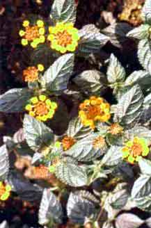 Lantana camara L. syn. L. antidotalis Thonn