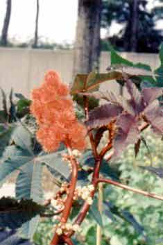 Ricinus communis L.