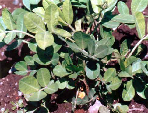 Arachis hypogaea L.