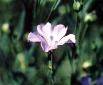 Linum usitatissimum L.