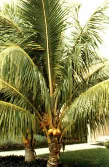 Cocos nucifera L.