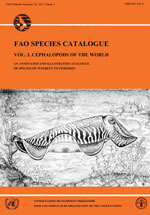 FAO Species Catalogue Vol. 3. Cephalopods of The World