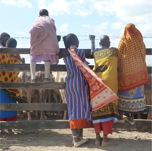 KENYA Oldonyonokie/Olkeri Maasai women looking after their livestock ©FAO-GIAHS KENYA