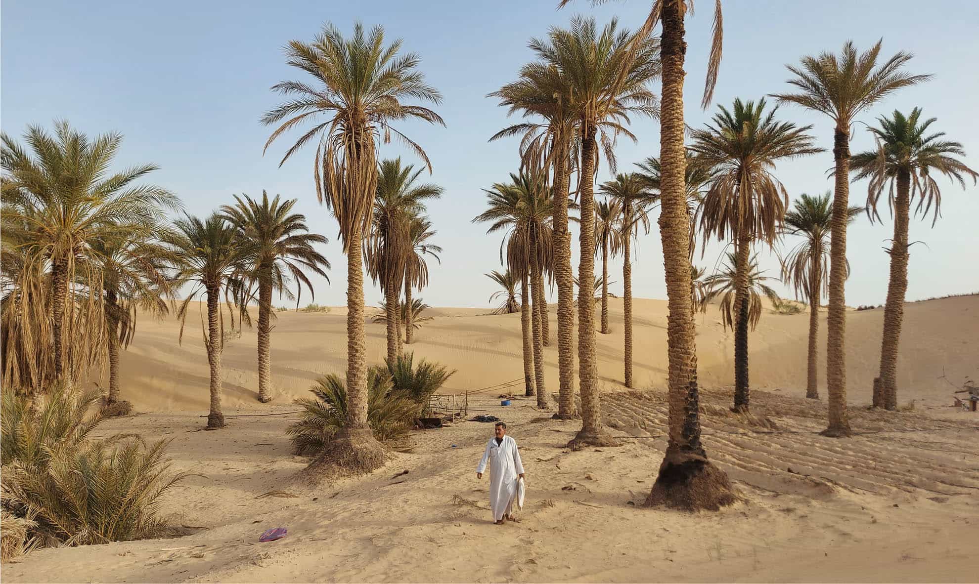 ALGERIA Inspection of palm trees at the Ghout Oases system El Oued ©HALIMA KHALED