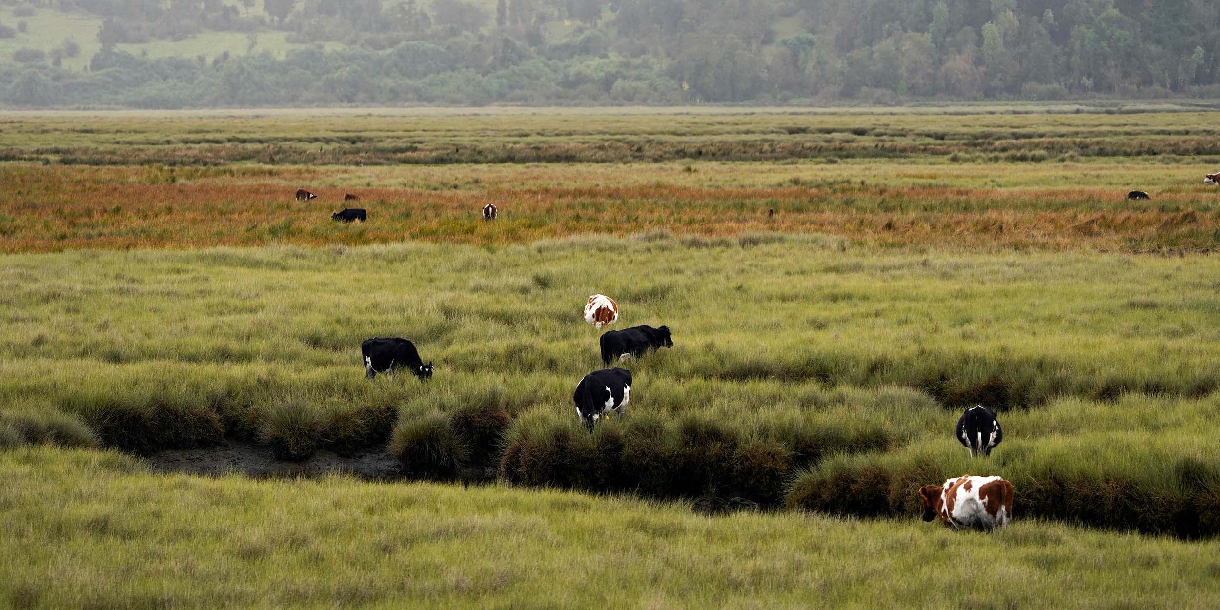 ©PARETO PAYSAGES Livestock grazing in the lands of Chiloé ©PARETO PAYSAGES