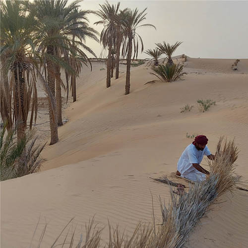 ALGERIA Natural fences made of palm tree leaves are arranged in the dunes to take advantage of the winds and excavate sands