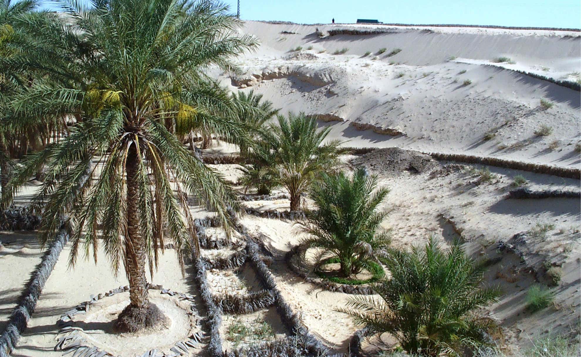 ALGERIA Palm trees in the ghout are planted at the outcrop of water tables allowing to reduce evaporation ©FAO-ALGERIA