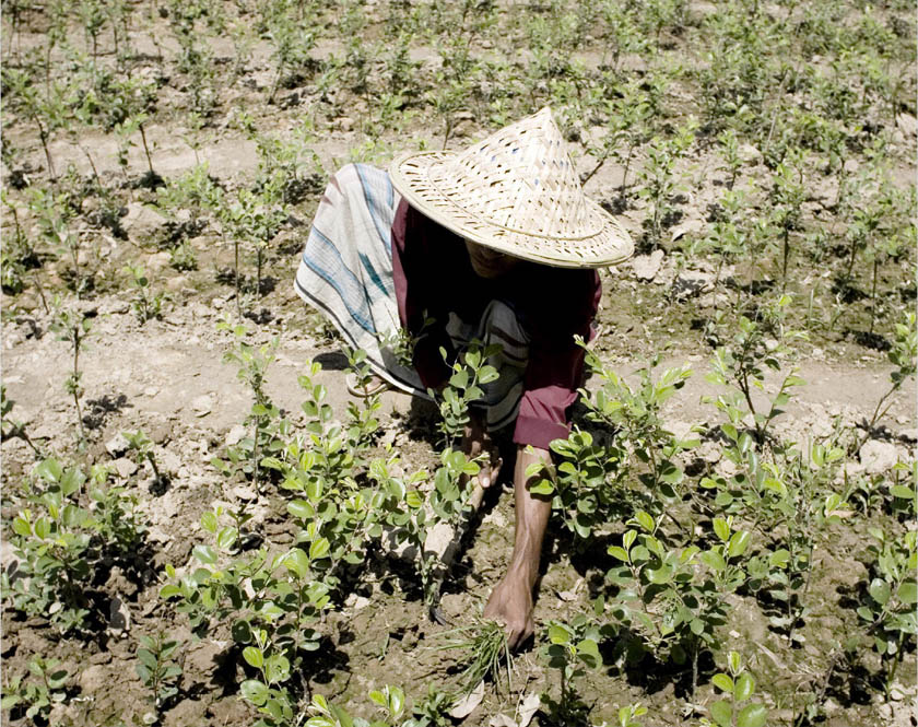 ©FAO/Giulio Napolitano