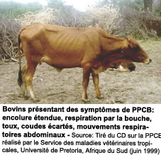 Bovins prsentant des symptmes de PPCB: encolure tendue, respiration par la bouche, toux, coudes carts, mouvements respiratoires abdominaux