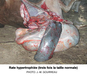 Rate hypertrophie (trois fois la taille normale)