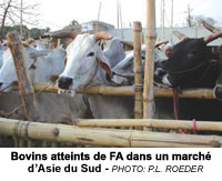 Bovins atteints de FA dans un march dAsie du Sud