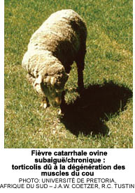 Fivre catarrhale ovine subaigu/chronique : torticolis d  la dgnration des muscles du cou