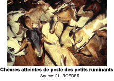 Chvres atteintes de peste des petits ruminants