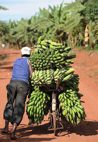 © FAO/Simon Maina