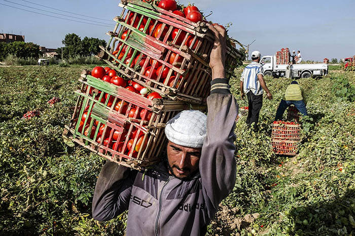 © FAO/Heba Khamis