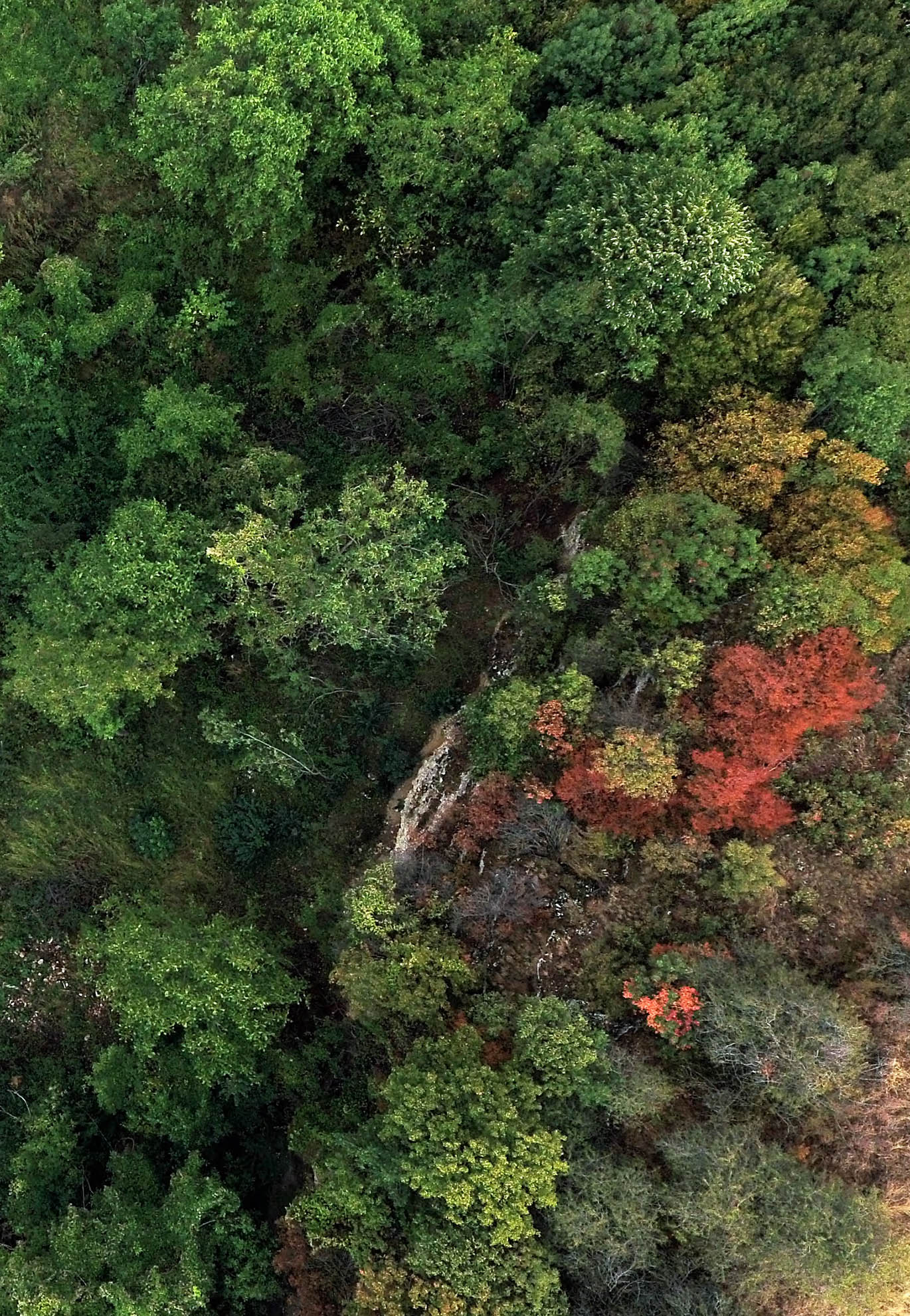 >MACÉDOINE DU NORD Vue aérienne d'une forêt de conifères et de feuillus. ©FAO