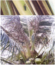 DEVELOPING AN ASIA-PACIFIC STRATEGY
FOR FOREST INVASIVE SPECIES:
THE COCONUT BEETLE PROBLEM 
BRIDGING AGRICULTURE AND FORESTRY