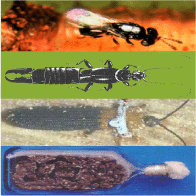 DEVELOPING AN ASIA-PACIFIC STRATEGY
FOR FOREST INVASIVE SPECIES:
THE COCONUT BEETLE PROBLEM 
BRIDGING AGRICULTURE AND FORESTRY