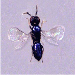 DEVELOPING AN ASIA-PACIFIC STRATEGY
FOR FOREST INVASIVE SPECIES:
THE COCONUT BEETLE PROBLEM 
BRIDGING AGRICULTURE AND FORESTRY