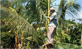 DEVELOPING AN ASIA-PACIFIC STRATEGY
FOR FOREST INVASIVE SPECIES:
THE COCONUT BEETLE PROBLEM 
BRIDGING AGRICULTURE AND FORESTRY