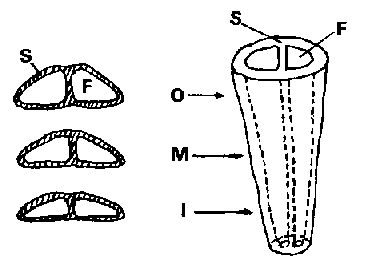 Size curvature of cocoon bave S: sericin; F: fibroin; O: outer layer; M: middle layer; I: inner layer; D: size (denier)