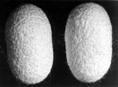 Bivoltine F1 hybrid (Japanese x Chinese) cocoons