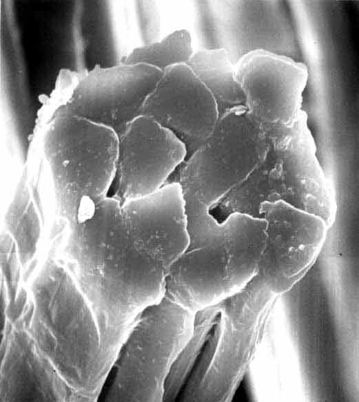 Cross section of raw silk thread (1,300 times by SEM)