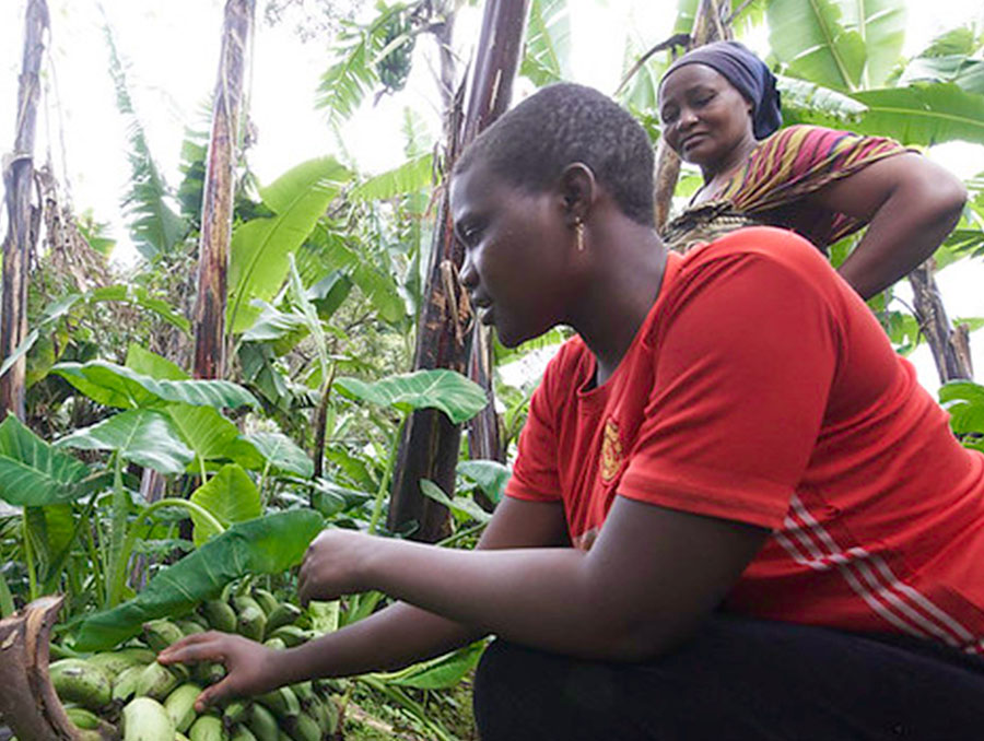 UNITED REPUBLIC OF TANZANIA Chagga women selecting bananas ©FAO-GIAHS