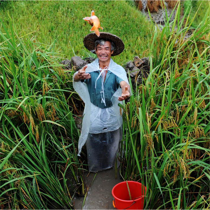 CHINA A farmer is harvesting fish in rice paddy fields in Qingtian ©PEOPLE’S GOVERNMENT OF QINGTIAN COUNTY, CHINA