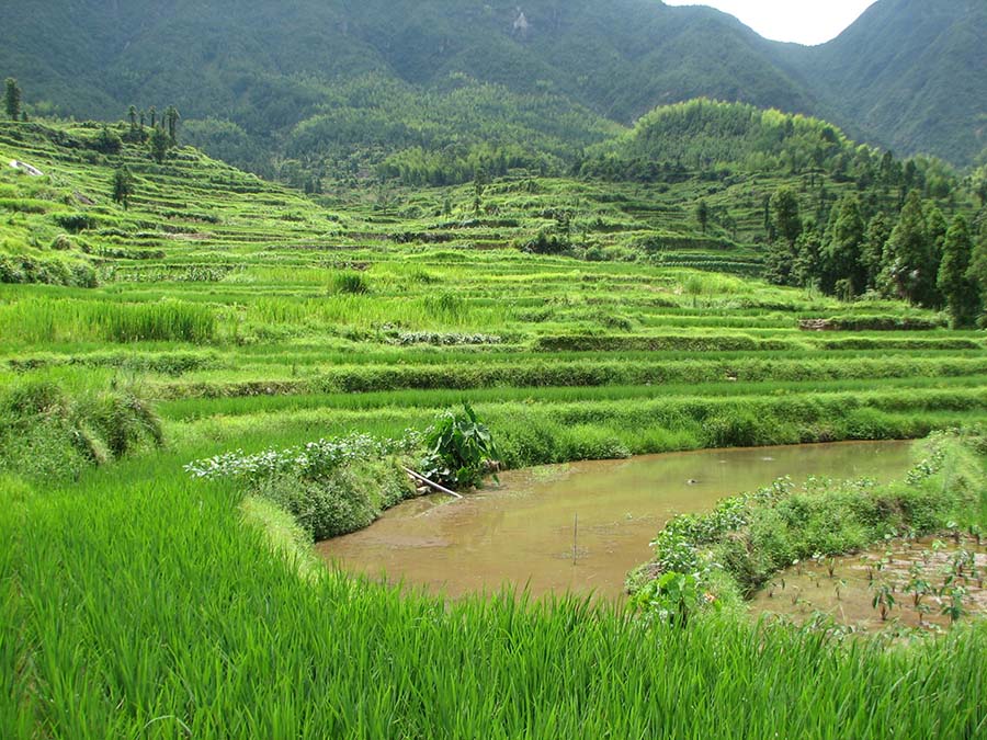 CHINA Traditional fish ponds in Qingtian County ©FAO/Luohui Liang