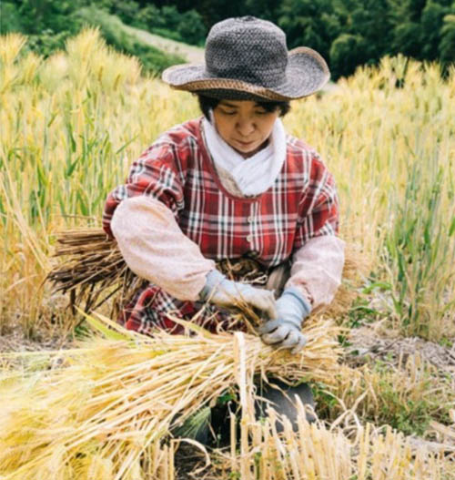 JAPAN A farmer ploughing on the Nishi-Awa Steep Slope ©TOKUSHIMA TSURUGISAN GLOBAL AGRICULTURAL HERITAGE PROMOTION COUNCIL