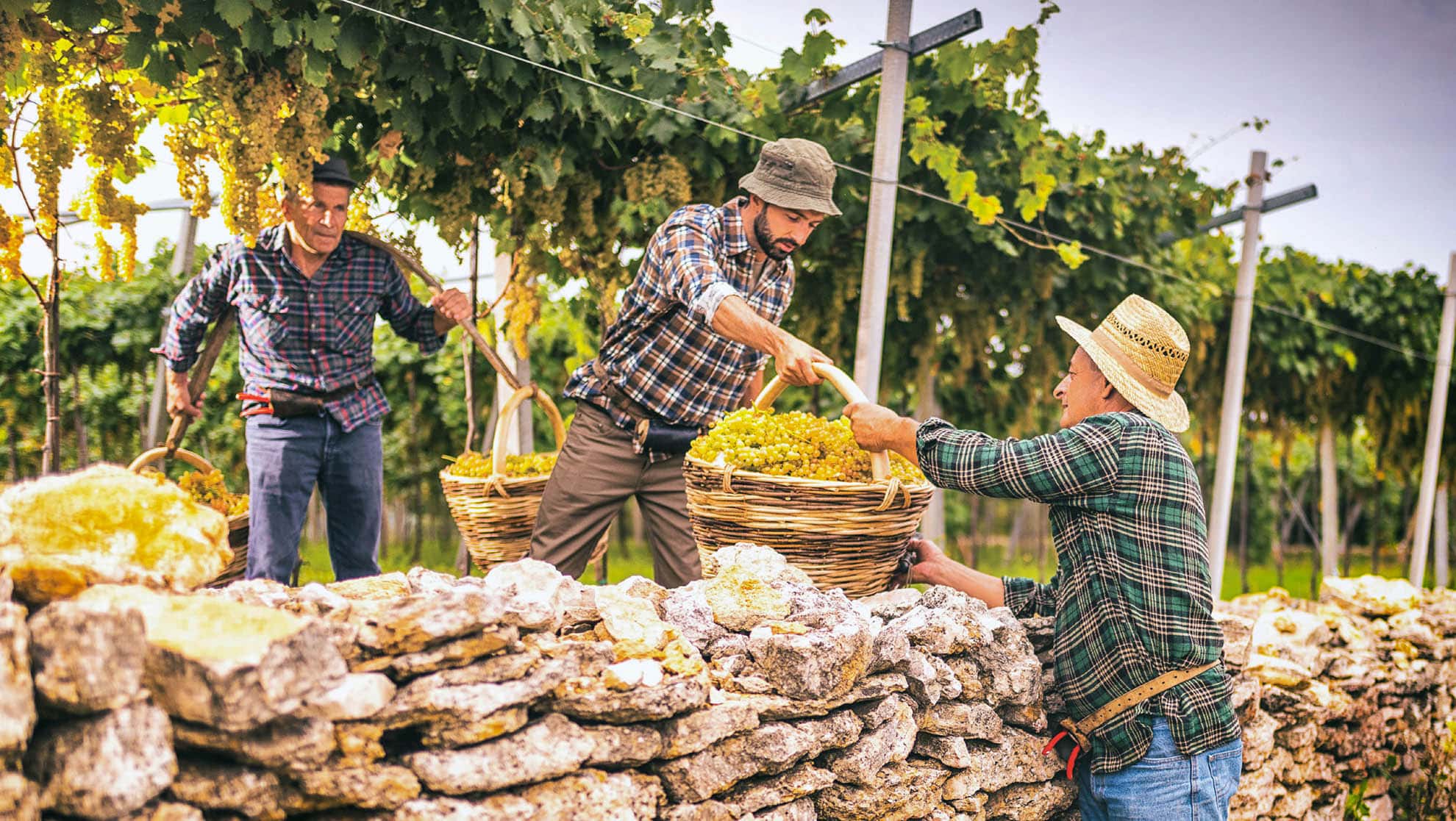 ITALY Farmers harvesting grapes in a Soave Traditional Vineyard ©FAO/CONSORZIO TUTELA VINI SOAVE E RECIOTO DI SOAVE