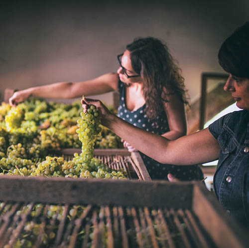 ITALY Female farmers examining freshly harvested grapes ©FAO/CONSORZIO TUTELA VINI SOAVE E RECIOTO DI SOAVE