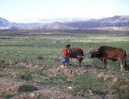 General view of Jahuaya area. Woman is giving fodder to her cattle.©R. Jones - FAO