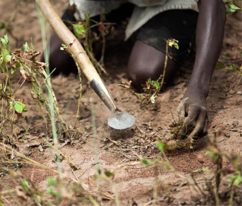 ©FAO/Albert Gonzalez Farran