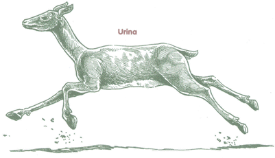 Educación Ambiental para el Trópico de Cochabamba