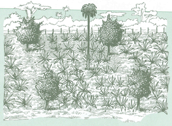 Educación Ambiental para el Trópico de Cochabamba