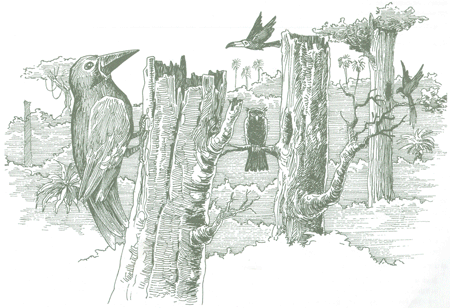 Educación Ambiental para el Trópico de Cochabamba