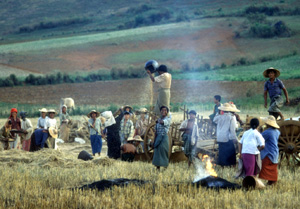 FAO/19710/G. BIZZARRI