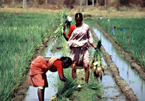 FAO/19480/G. BIZZARR