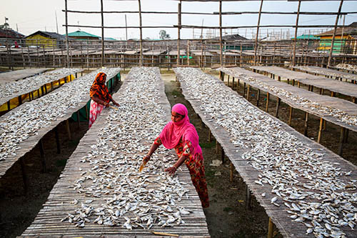 BANGLADESH – Dos mujeres trabajan secando pescado.