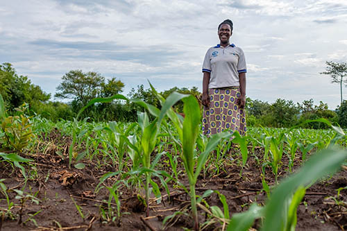 UGANDA – Una productora de maíz en su plantación.