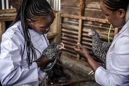 KENYA – Dos jóvenes comprueban el estado de salud de las gallinas Kienyeji locales.