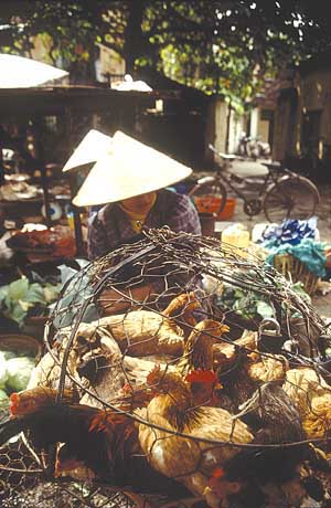 FAO/19194/P. JOHNSON