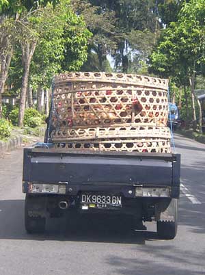Hens being taken to market, Bali, Indonesia
