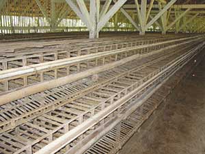 Depopulated small commercial egg farm, West Java, Indonesia